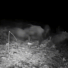 Fotocamera per la fauna selvatica con visione notturna per esterni Caméra da trail